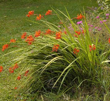 Crocosmia 'Lucifer' 1 flower, form