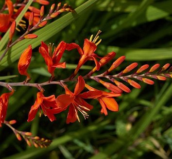 Crocosmia 'Lucifer' 3 flower