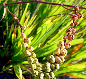 Crocosmia aurea 5