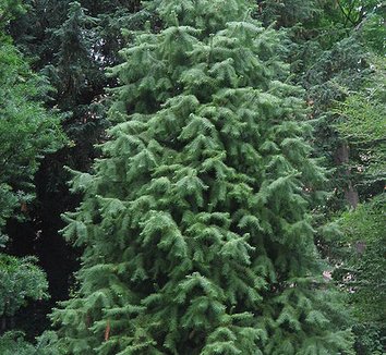 Cunninghamia lanceolata 'Glauca' 1 form