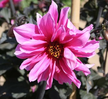 Dahlia 'Fascination' 1 flower