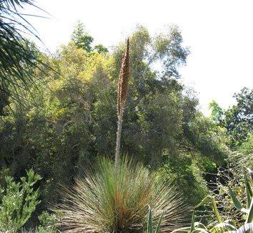 Dasylirion longissimum 2 flower, form