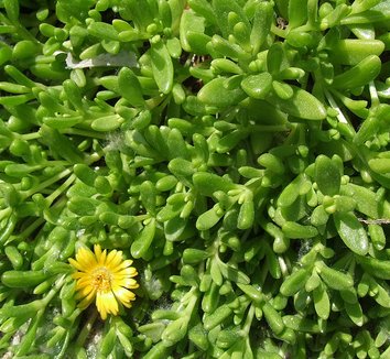 Delosperma nubigenum 4 flower