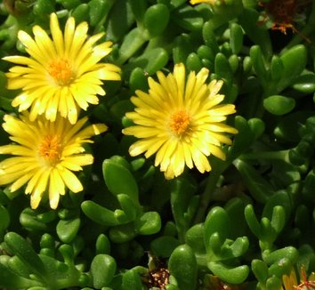Delosperma nubigenum 3 flower