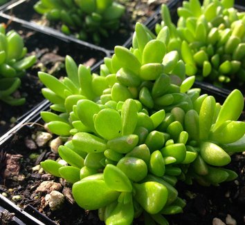 Delosperma nubigenum 15