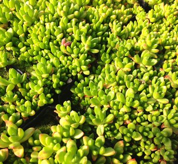 Delosperma nubigenum 14