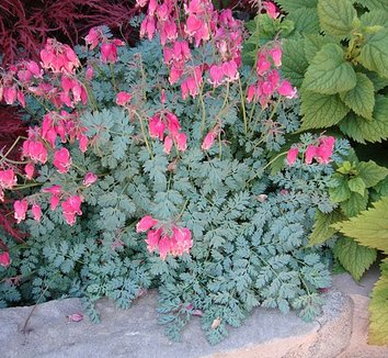dicentra king of hearts king of hearts bleeding heart dicentra king of hearts king of hearts bleeding heart