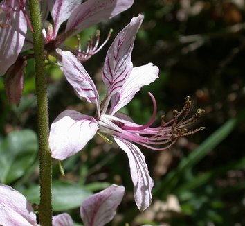 Dictamnus albus var purpureus 6 flower
