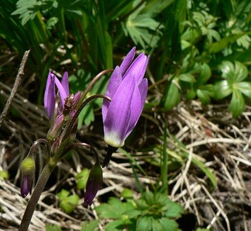 Dodecatheon jeffreyi 7 flower
