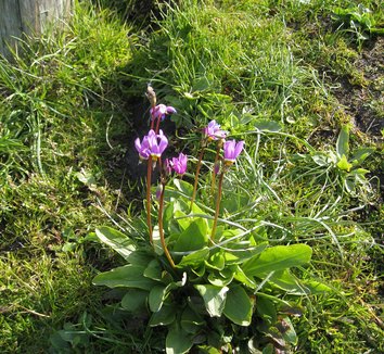Dodecatheon jeffreyi 8 flower, form