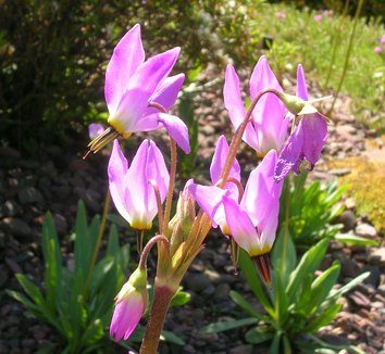 Dodecatheon jeffreyi 1 flower
