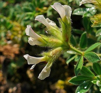 Dorycnium hirsutum 6 flower
