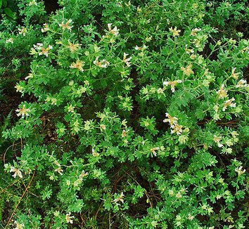 Dorycnium hirsutum 1 form