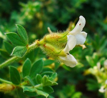 Dorycnium hirsutum 2 flower