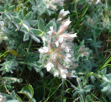 Dorycnium hirsutum 4 flower