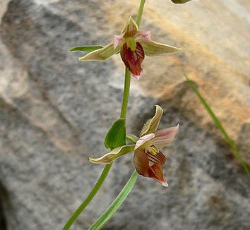 Epipactis gigantea 4 flower
