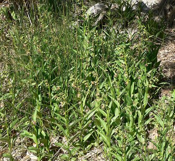 Epipactis gigantea 7 form