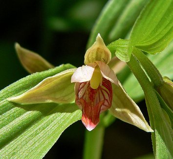 Epipactis gigantea 3 flower
