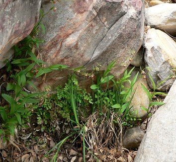 Epipactis gigantea 6 form, habitat