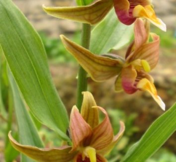 Epipactis gigantea 5 flower