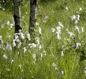 Eriophorum angustifolium 3 form