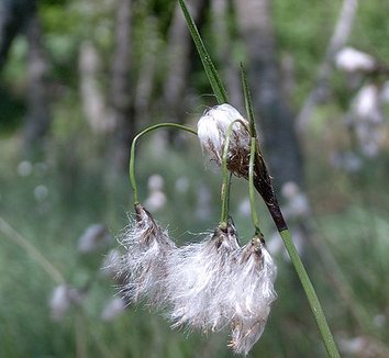Eriophorum angustifolium 4 flower