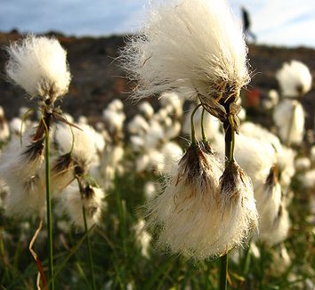 Eriophorum angustifolium 5 flower