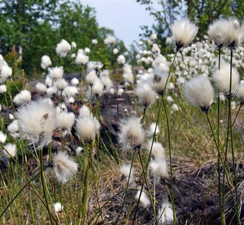 Eriophorum latifolium 1 flower, form