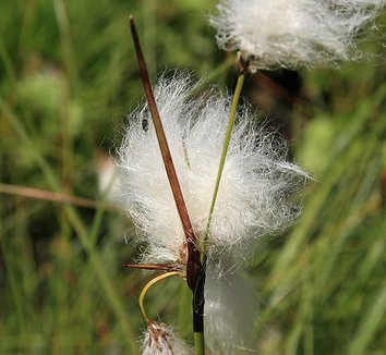 Eriophorum latifolium 4 flower