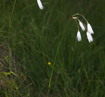 Eriophorum latifolium 5 flower