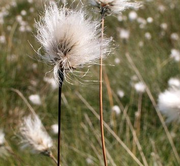 Eriophorum vaginatum 4 flower