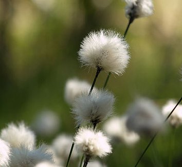 Eriophorum vaginatum 5 flower