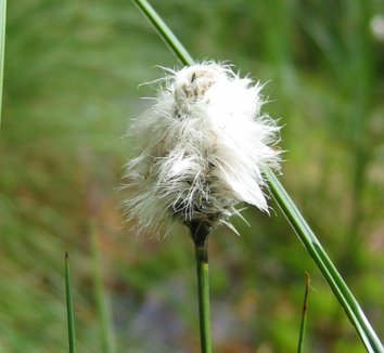 Eriophorum vaginatum 1 flower