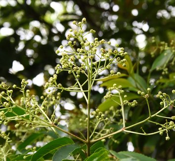 Euscaphis japonica 2 flower