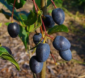 Chionanthus virginicus 8