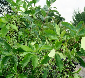 Chionanthus virginicus 12