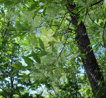 Chionanthus virginicus 11
