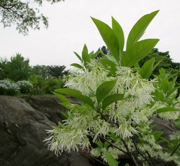 Chionanthus virginicus 14 flower