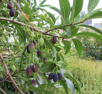 Chionanthus virginicus 15