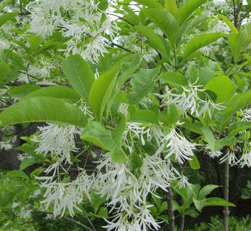Chionanthus virginicus 16 flower