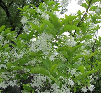 Chionanthus virginicus 18 flower
