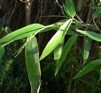 Fargesia murielae 4