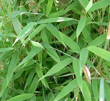 Fargesia murielae 5