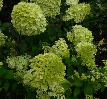Hydrangea paniculata 'Limelight' 9 flower