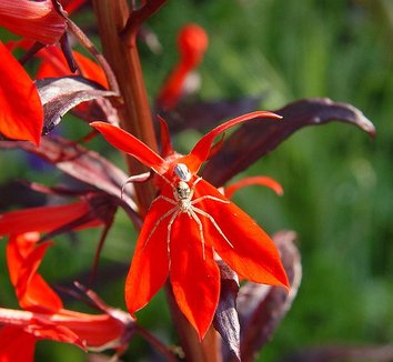 Lobelia cardinalis 'Queen Victoria' 10 flower