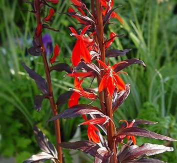 Lobelia cardinalis 'Queen Victoria' 11 flower, form