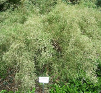 Muhlenbergia dumosa 1 form