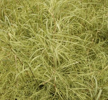 Muhlenbergia dumosa Bamboo Muhly Grass plant lust