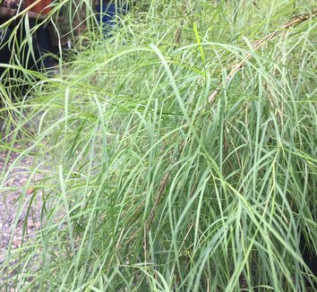 Muhlenbergia dumosa 9