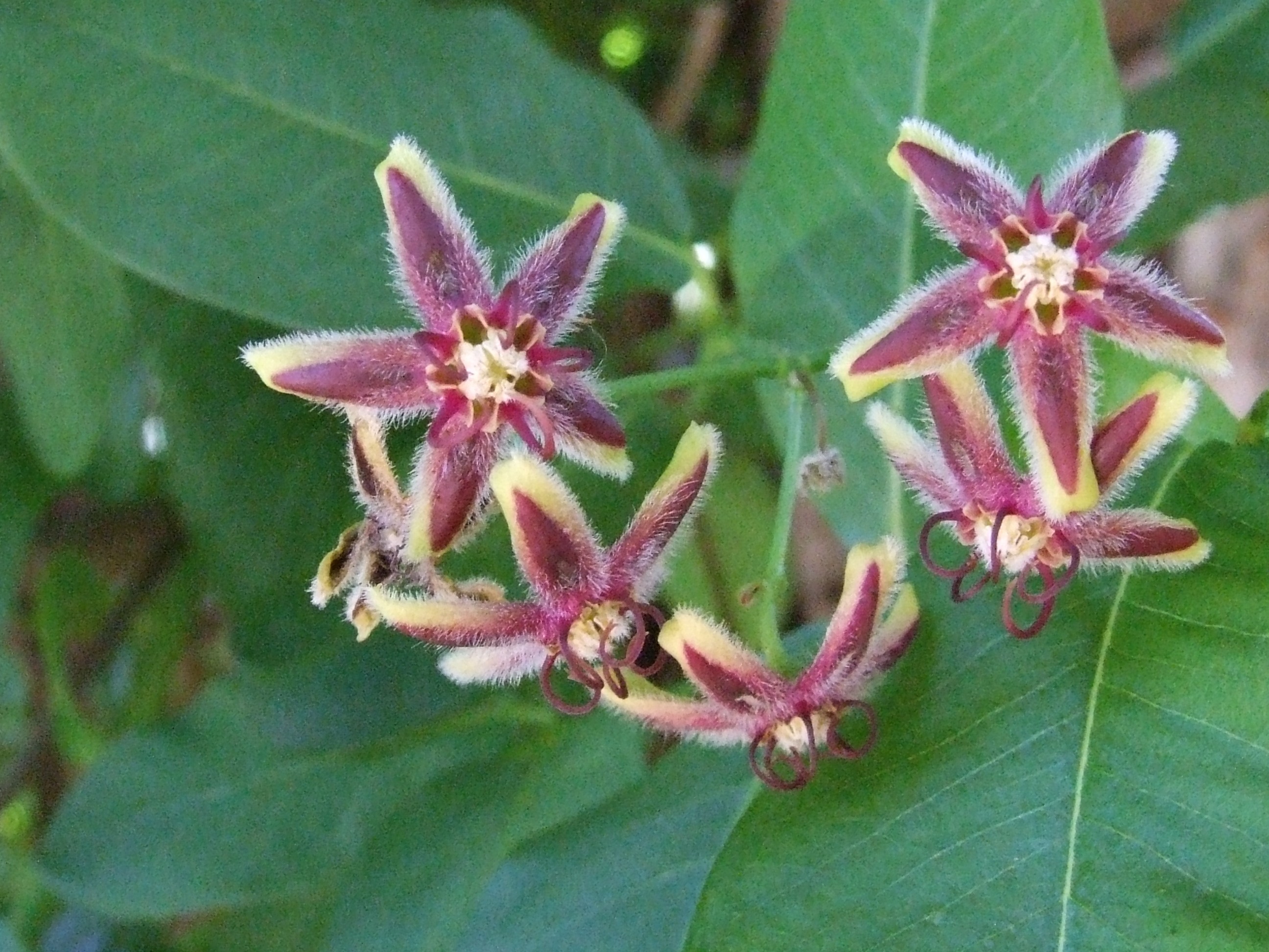 Periploca graeca Alchetron, The Free Social Encyclopedia